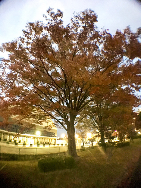 広角レンズ付けて撮影した紅葉した木 - 6