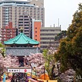 Photos: 都会の桜