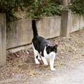 Photos: シゲ子さんちにいる白黒猫
