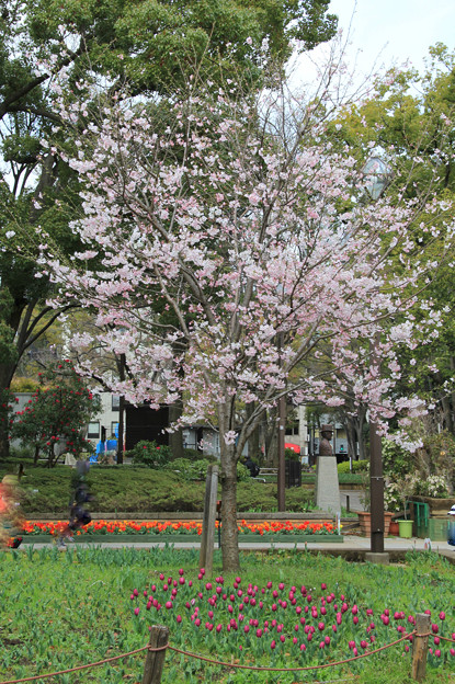 横浜公園(2017年4月2日)
