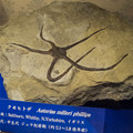 Photos: クモヒトデの化石