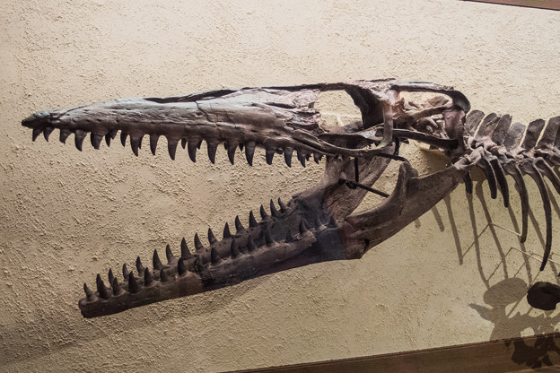 Photos: モササウルスの化石