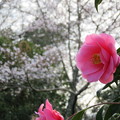 Photos: 椿と桜と