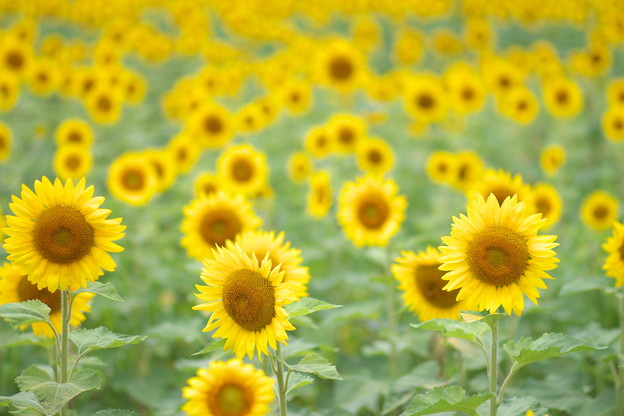 Photos: Sunflowers