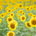 Photos: Sunflowers