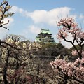 Photos: 大阪城と梅