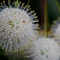 Photos: Common Buttonbush 5-23-16