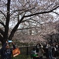 Photos: 4月_目黒川 2