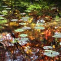 Photos: 水上の紅葉