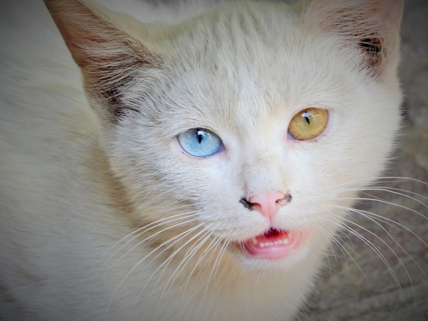金目銀目の白猫～マシュハド Odd-Eyed Cat 　　　　　　　　　　　　　　　　4/6から月末まで中国方面旅行のため不在です