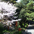 西公園の桜と松20100403p1360077_water5-7-8