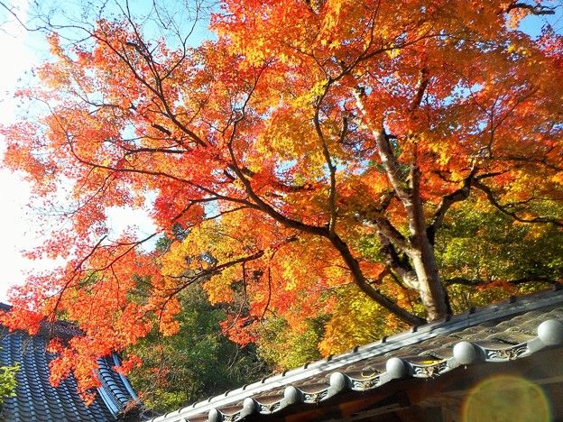 見上げれば 大方丈の紅葉 in 大本山仏通寺