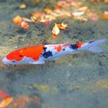 Photos: 晩秋の崑崗（こんこう）池の緋鯉