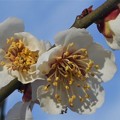 Photos: 瑠璃山の白梅の花