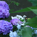 Photos: 紫陽花と白鳥（3）　まって～！