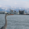 青鷺 (4)　金沢港と山並み