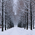 雪の並木道　　メタセコイア