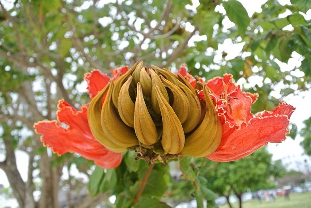Photos: カエンボクの花は若い木が低いところにも咲かせるから好き